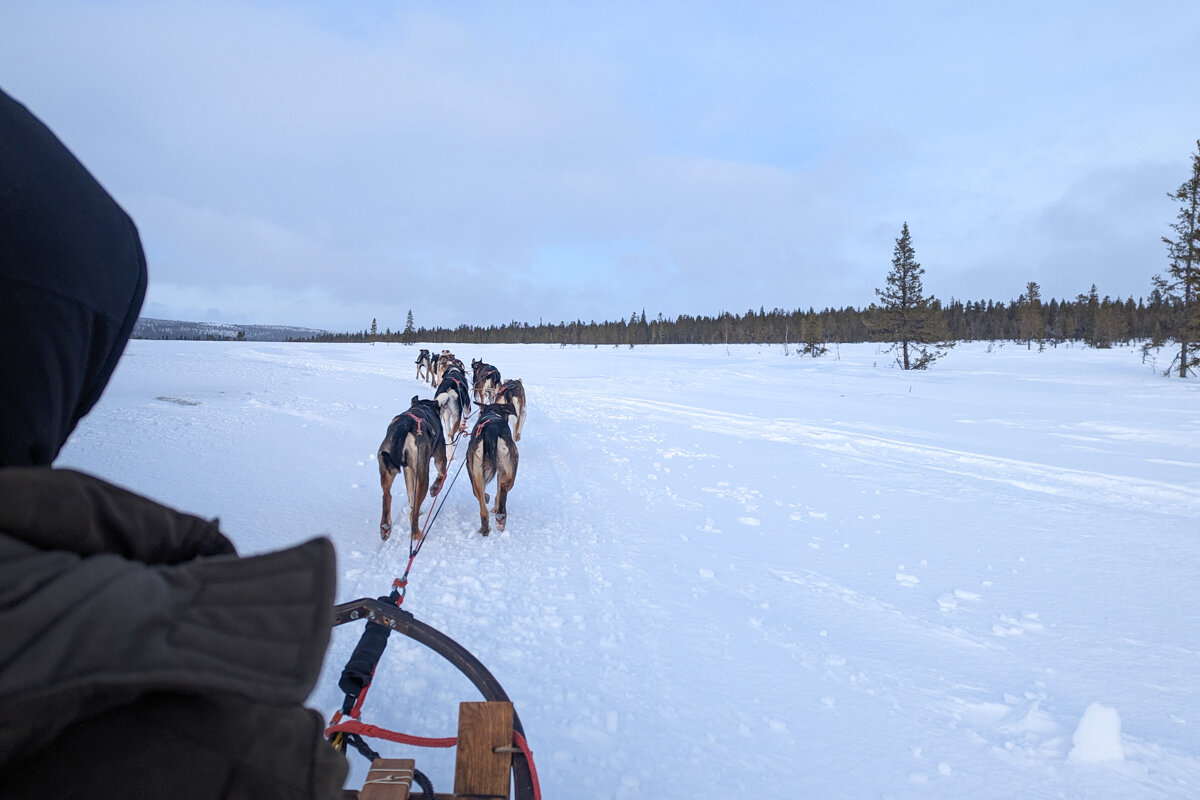 Attelage de chien de traineau à Kiruna