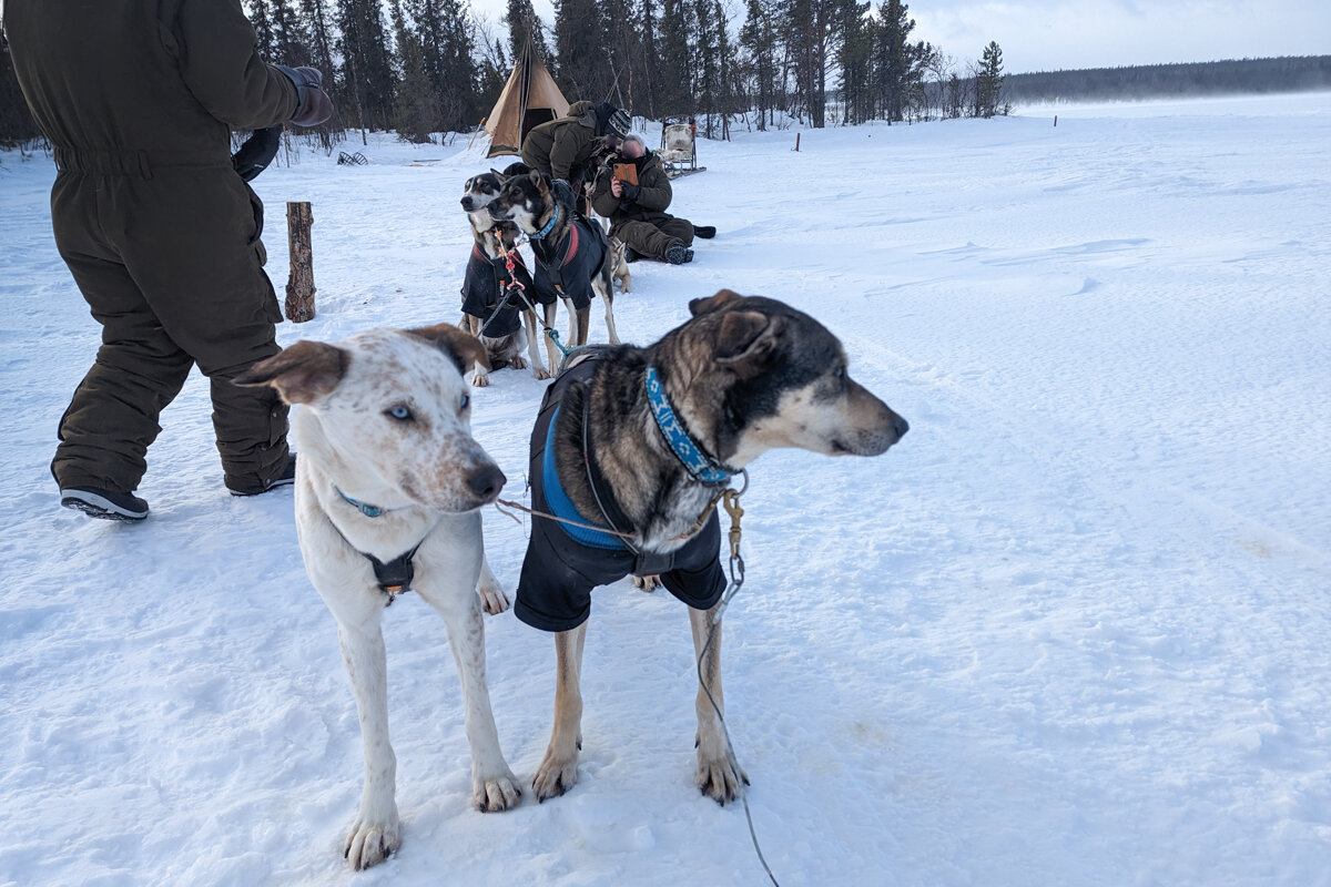 Caresses des chiens de traineau pendant l'activité à Kiruna