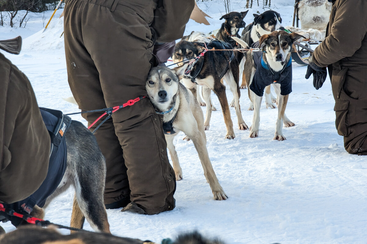 Pause avec les chiens de traineau à Kiruna
