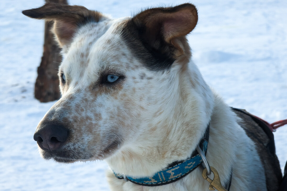 Tête d'un chien de traineau en Laponie