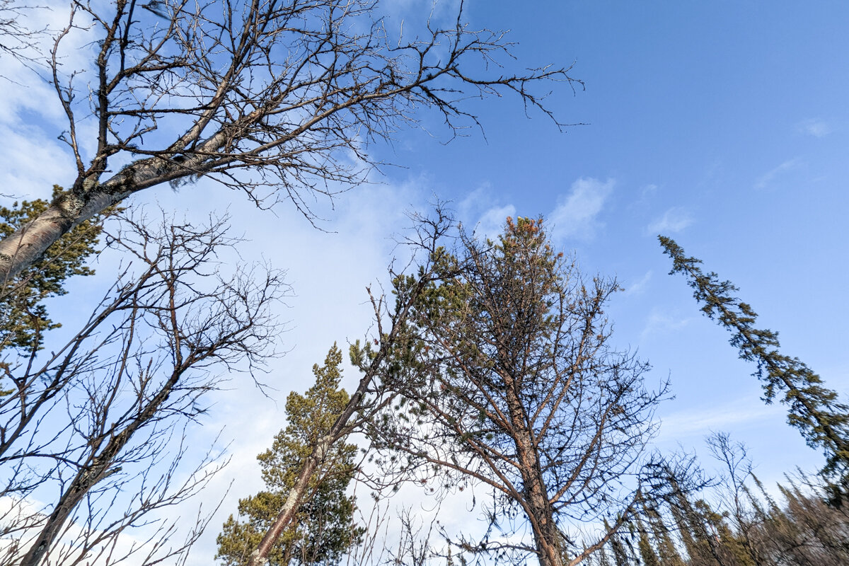 Ciel dans une forêt près de Kiruna avec la cime des arbres