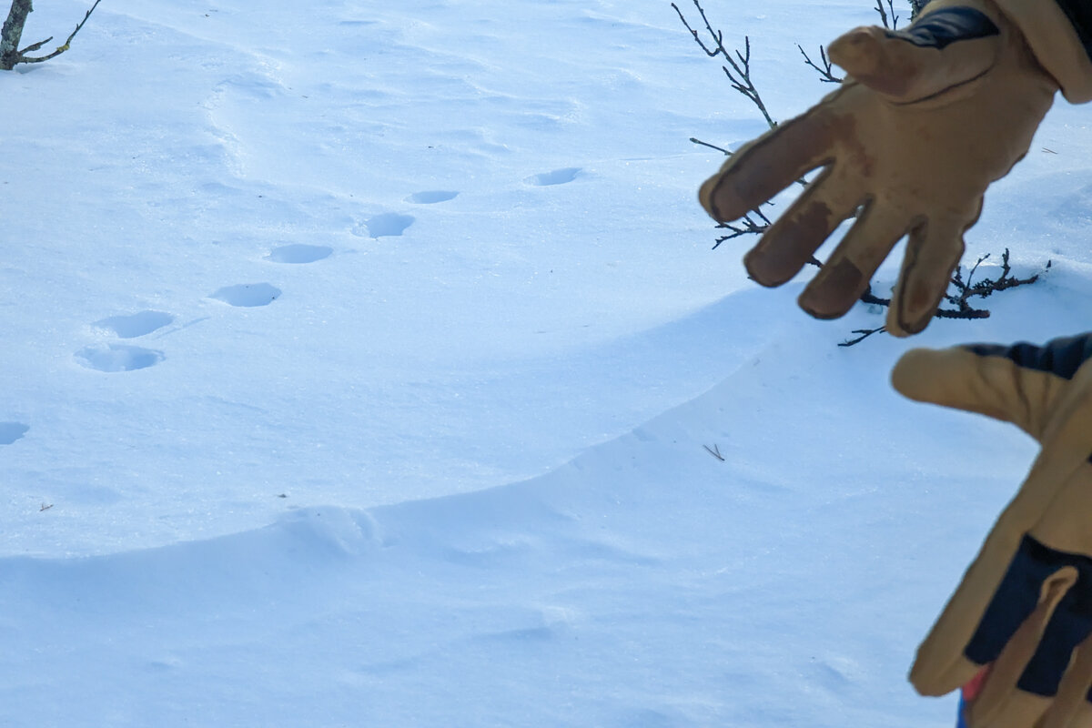 Guide montrant des traces d'animaux dans la neige