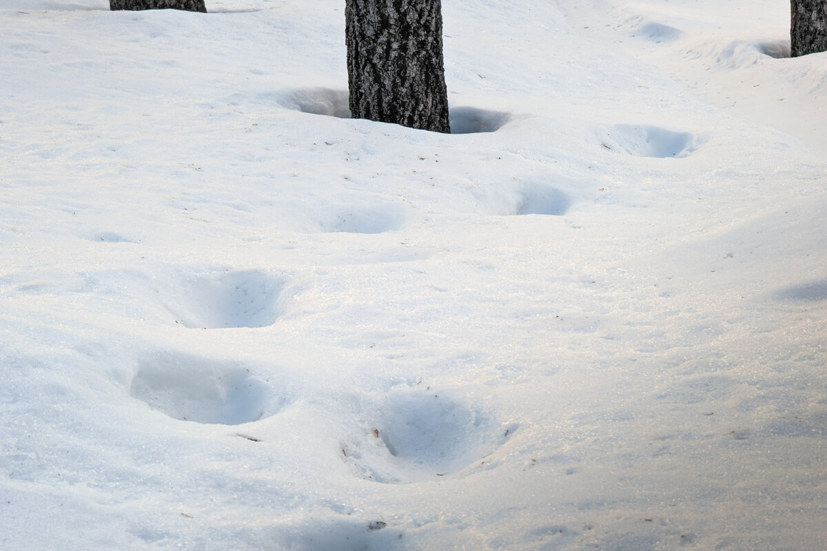 Traces d'animaux dans la neige pendant une randonnée raquette à Kiruna
